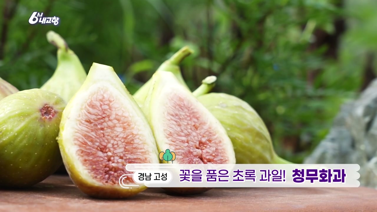 6시내고향 경남 고성 청무화과 캡처