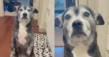 Rescue Dog Gives Family Guilt Trip Every Time They Leave
