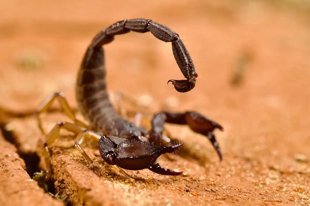 Scorpionii, în plină ascensiune profesională: Ce aduce luna aceasta?