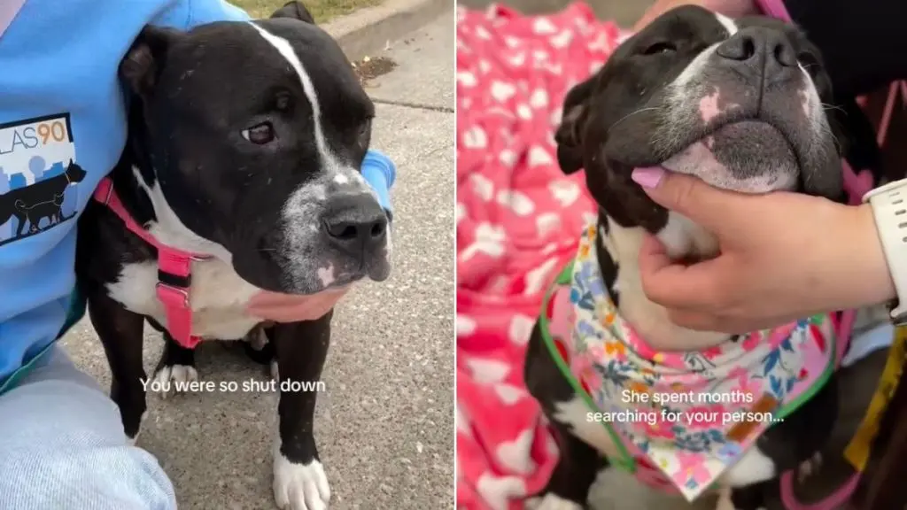 A Heartbroken Rescue Dog Finds Her Forever Home After Months of Fear