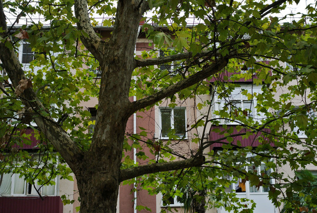 DSC-6871.jpg
