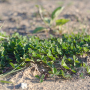 DSC3530