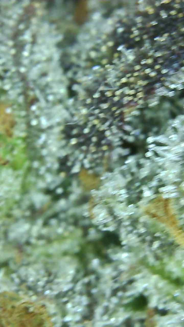 Mimosa-8.jpg