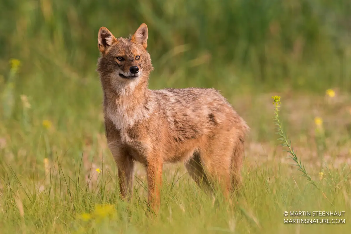 Golden Jackals Poised to Conquer Europe