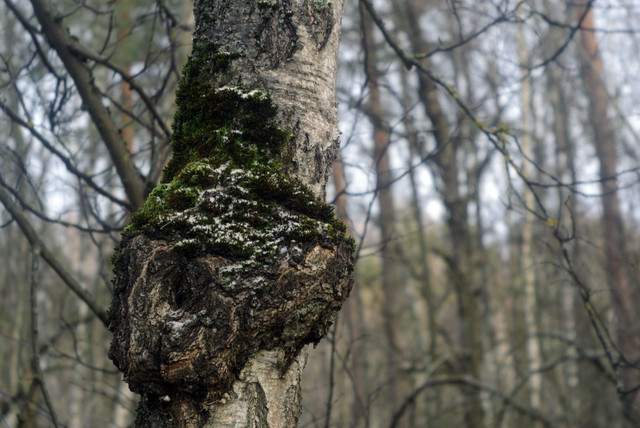 DSC8397-1.jpg