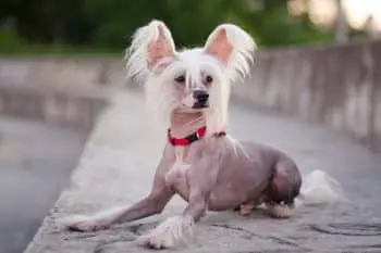 Boosting Vitality and Immune Resilience in Chinese Crested Dogs