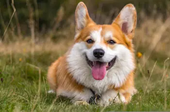 Supporting Your Aging Corgi: Key Supplements for Health and Comfort
