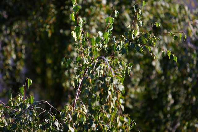 IMG-7269