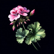 Pelargonie 34