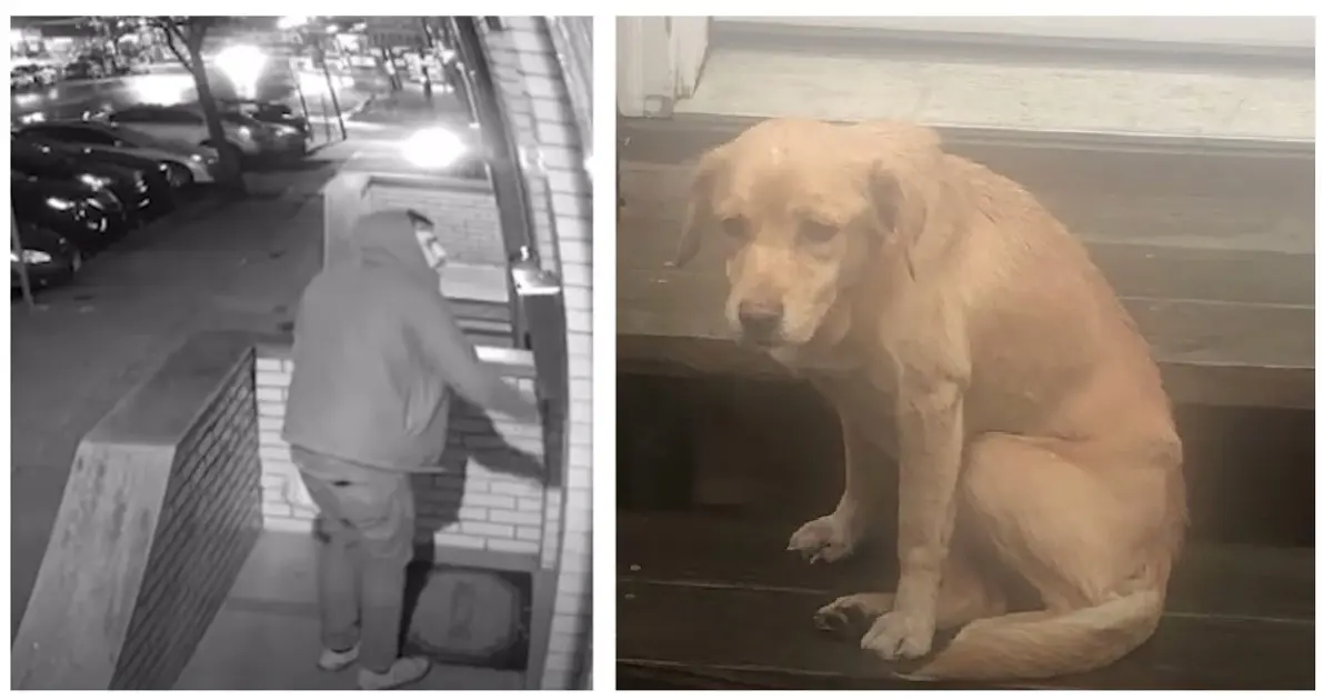 Couple Wakes to Mystery Dog in Their Home