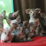 IMG-3743