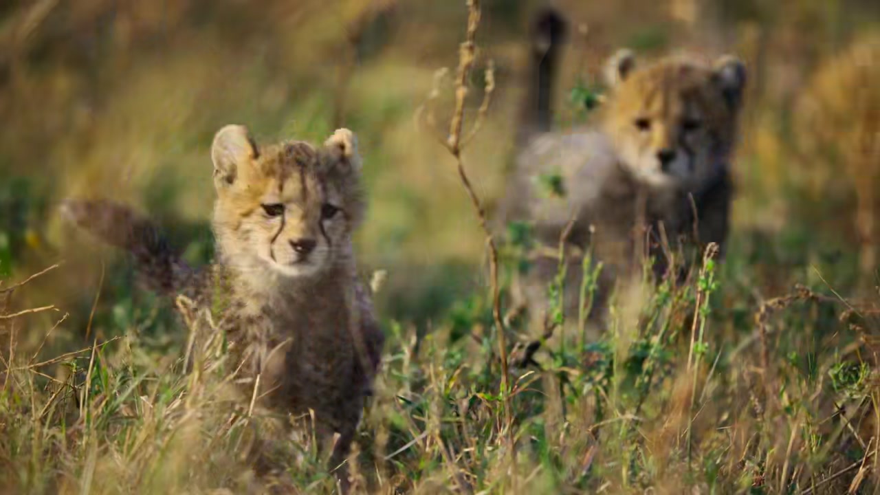 Predators Screenshot