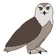 Owl