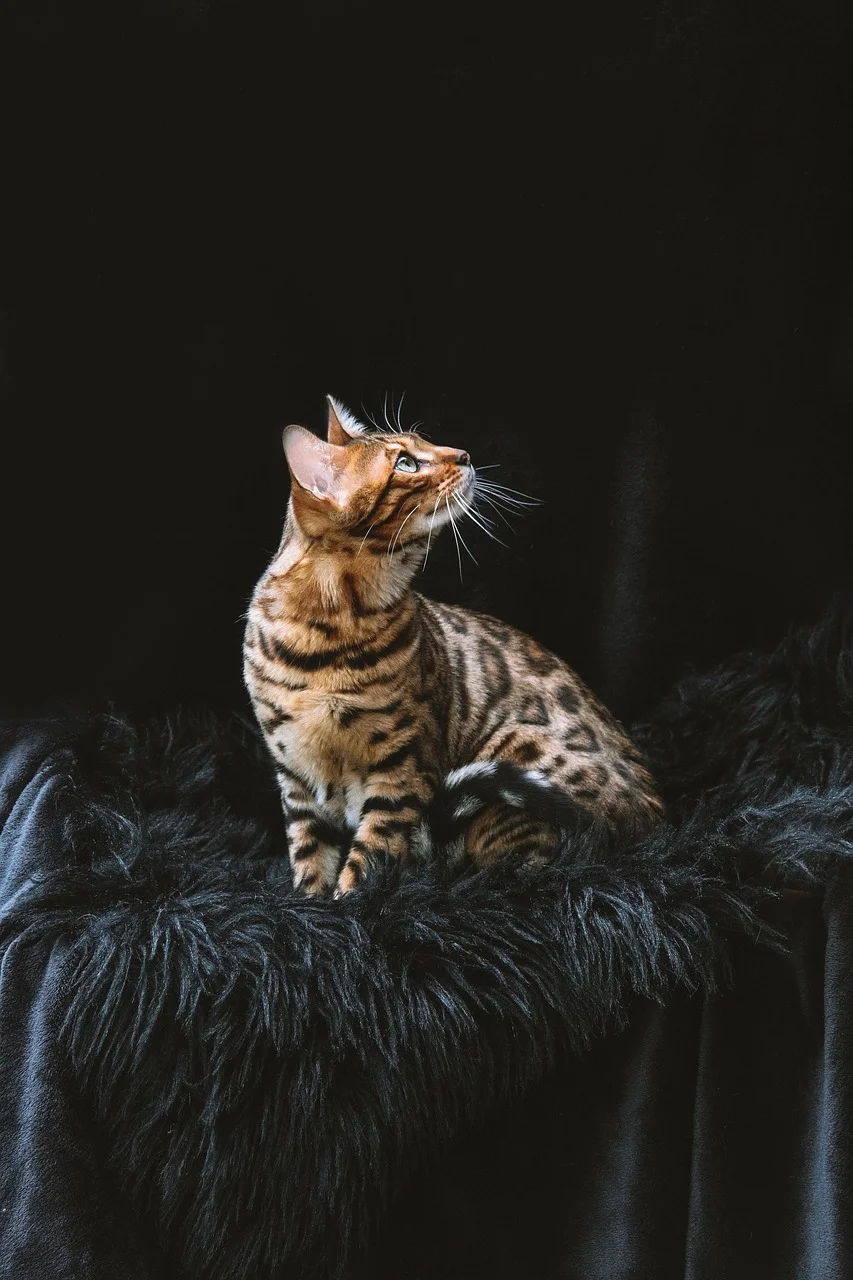 High quality Cute Aesthetic Wallpaper wallpaper by xsimb from Pixabay