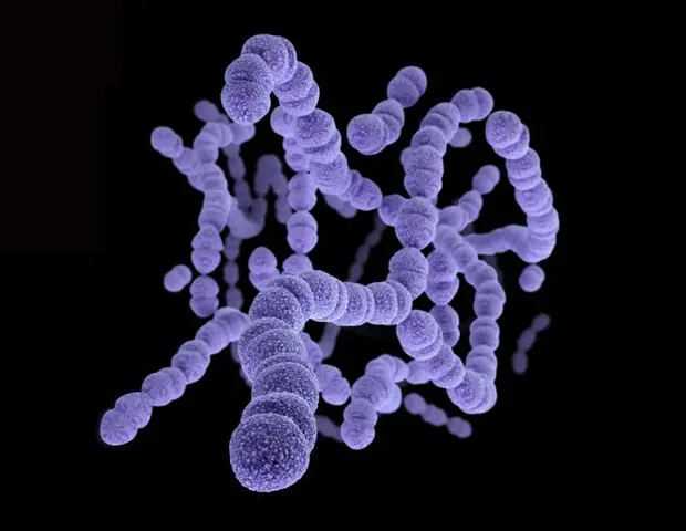 Bacteria Spread Now Tracked With Genetic Tool