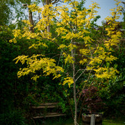 L1461207