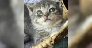 Tiny 'Forever Kitten' Defies Odds with Rare Condition