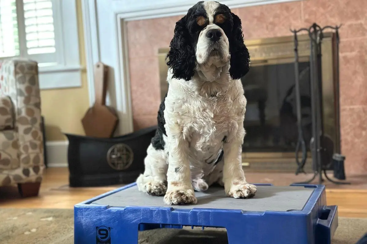 Veteran Dog Owner Shares Secrets to Stress‑Free Road Trips