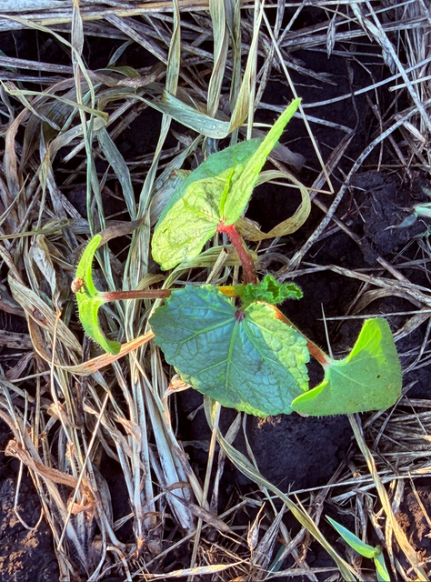 [Image: Okra4.png]