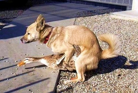 dogducksex.jpg
