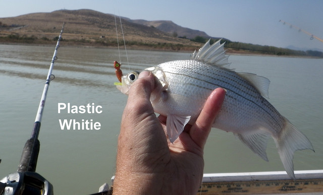 PLASTIC-WHITIE