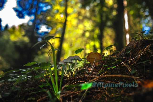 20231011-Alpine-Pixels-78.jpg