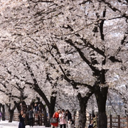 경포 벚꽃축제