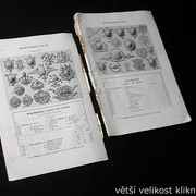 IMG-3517