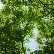 P1150135
