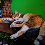 bsh