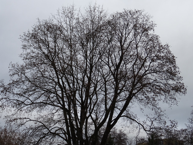 DSC09670.jpg