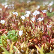 078a-Rue-Leaved-Saxifrage