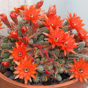 IMG-8501