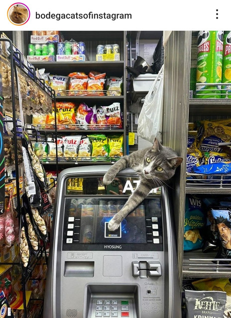 Bodega Cat