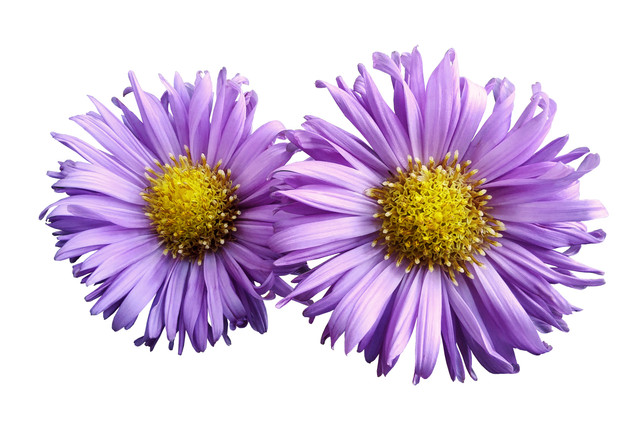 shutterstock-739778317