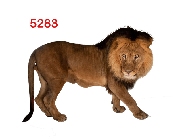 6.png