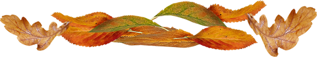 Leaves08