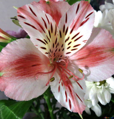 Fort-Smith-Florists