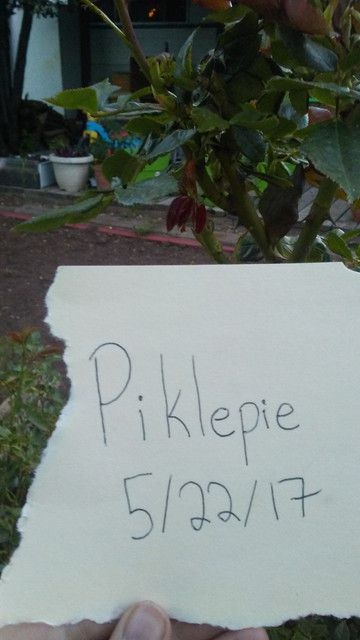 Red Leaf With Name