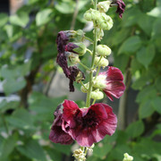 DSC5513