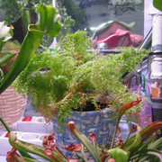 IMG 6466