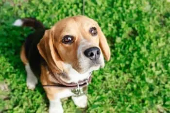 Healthy Joints for Happy Beagles