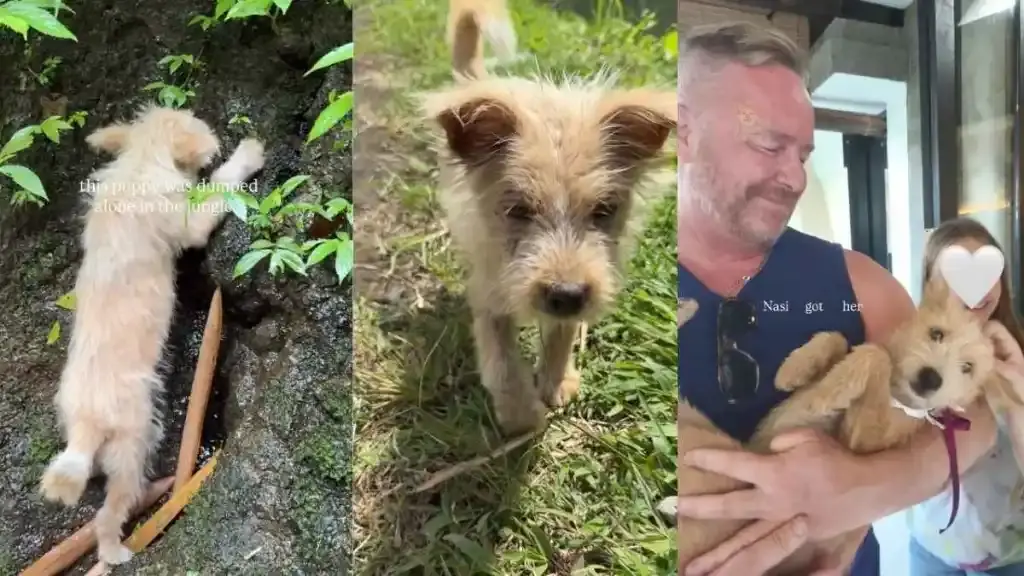 Rescue Puppy's Desperate Struggle Ends with Second Chance
