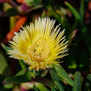 DSF6038