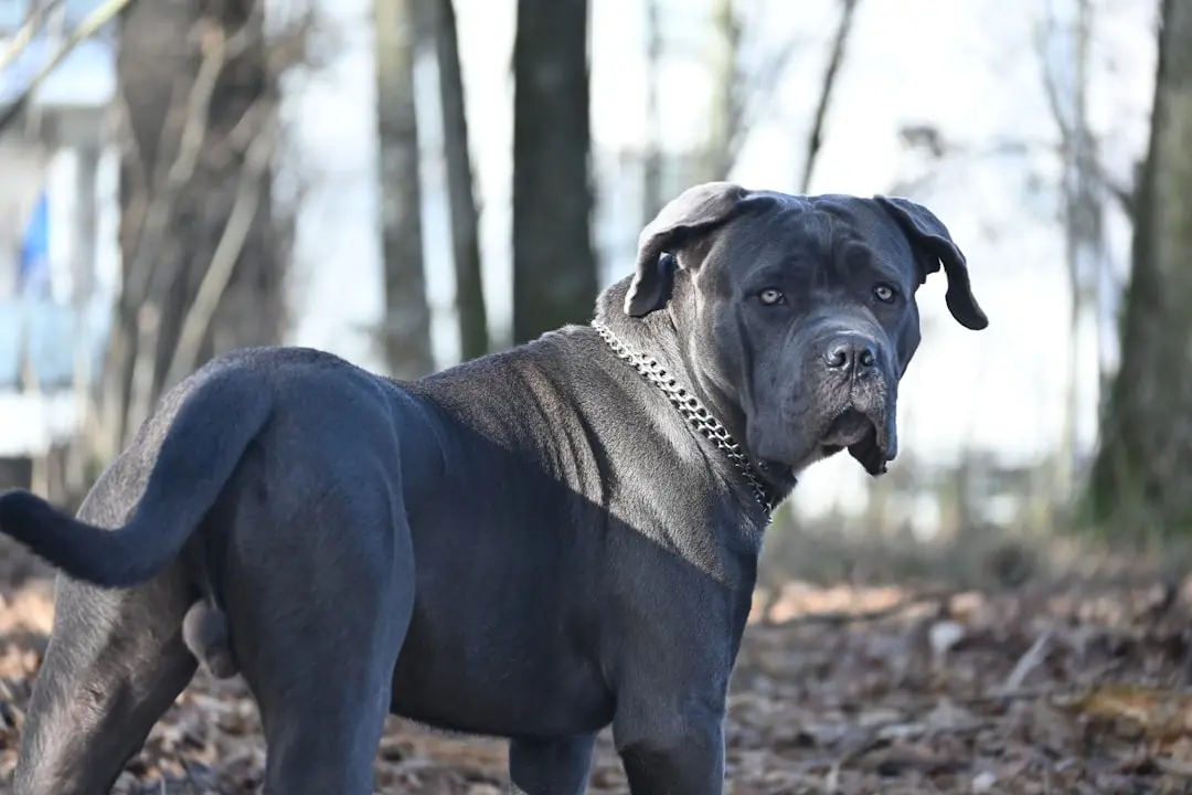 Loyal Pit Bull Becomes Unlikely Guardian of Baby Chicks