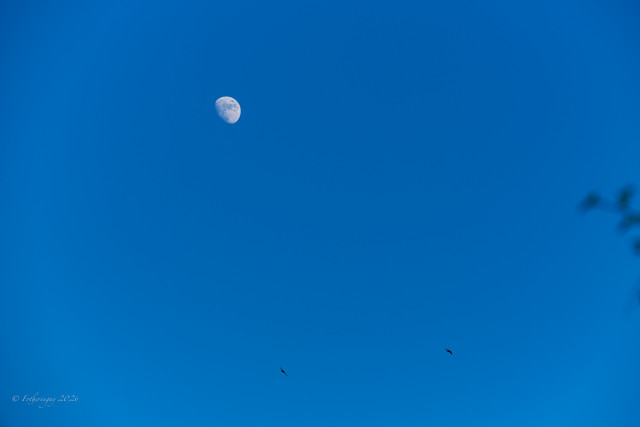 DSF6208.jpg