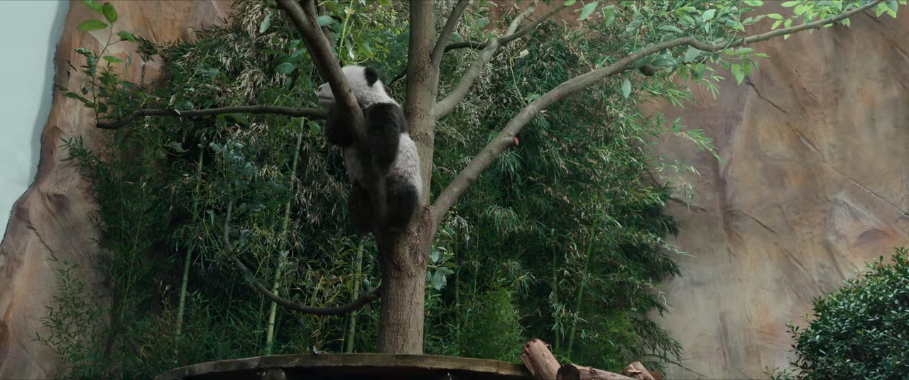 Panda Plan Screenshot