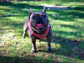 Natural Anti-Inflammatories for Dogs: A Growing Concern