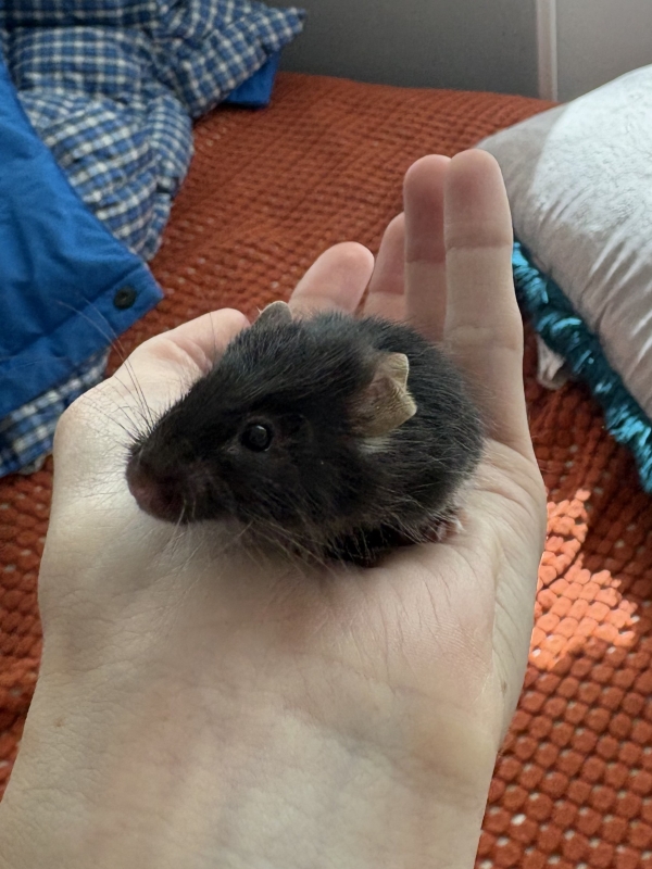 Deedee2