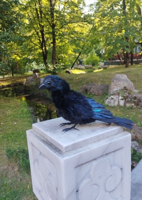 ворон13 7.jpg